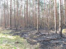 Zagrożenie pożarowe lasów
