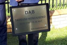 Dąb Tadeusz Kościuszko