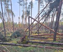 Kataklizm nie oszczędził lasów Nadleśnictwa Kozienice